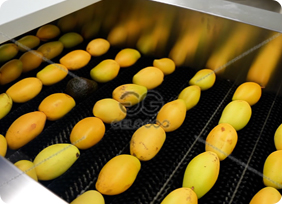 mango drying