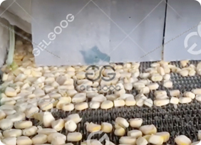 vegetable freezing