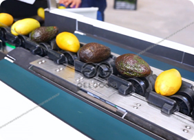 mango sorting