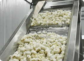 garlic