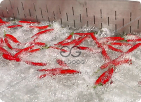 chili washing