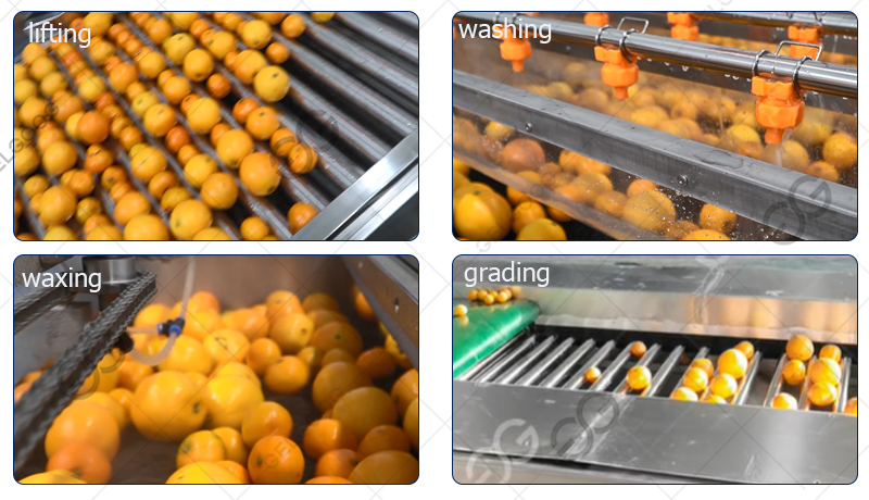 citrus grading process
