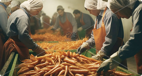 frozen vegetable factory